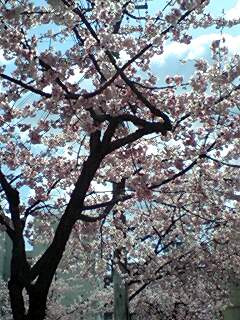 �T�N���炭