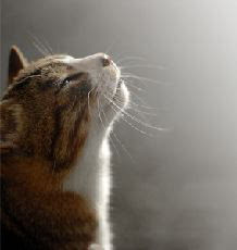 �a�J���΂�